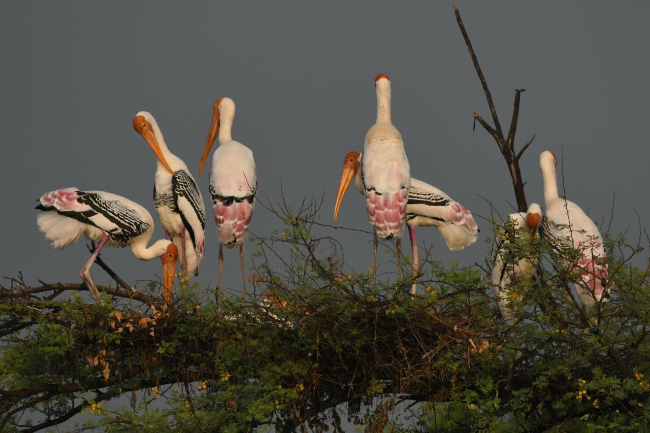 The Birder'S Inn Bharatpur Exterior photo